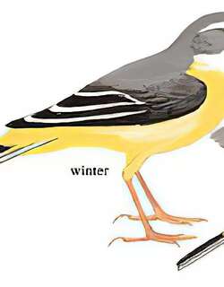灰鹡鸰 / Grey Wagtail / Motacilla cinerea
