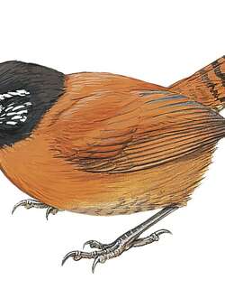 黑头苇鹪鹩 / Sooty-headed Wren / Pheugopedius spadix