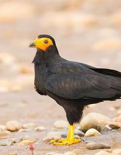 黑巨隼 / Black Caracara / Daptrius ater