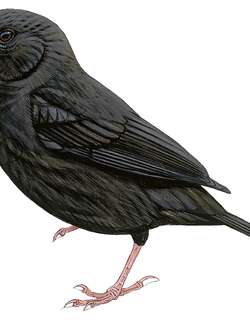 圣卢西亚黑雀 / St. Lucia Black Finch / Melanospiza richardsoni