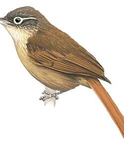 高山拾叶雀 / Montane Foliage-gleaner / Anabacerthia striaticollis