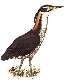 海南鳽 / White-eared Night Heron / Gorsachius magnificus