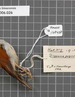 帝汶姬鹟 / Black-banded Flycatcher / Ficedula timorensis