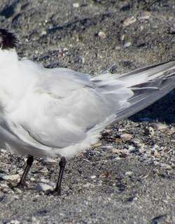 小白嘴端凤头燕鸥 / Cabot’s Tern / Thalasseus acuflavidus