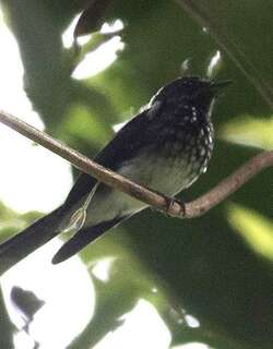 珠点扇尾鹟 / Spotted Fantail / Rhipidura perlata