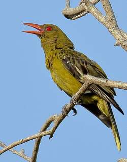 绿鹂 / Green Oriole / Oriolus flavocinctus