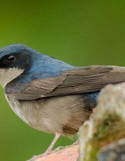 褐腹南美燕 / Brown-bellied Swallow / Notiochelidon murina