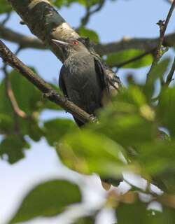 铅色霸鹟 / Plumbeous Tyrant / Knipolegus cabanisi