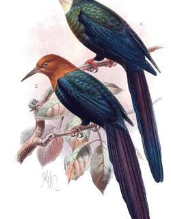栗头林戴胜 / Forest Wood Hoopoe / Phoeniculus castaneiceps