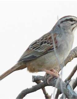 红尾猛雀鹀 / Cinnamon-tailed Sparrow / Peucaea sumichrasti
