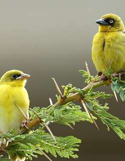 黄腹织雀 / Baglafecht Weaver / Ploceus baglafecht