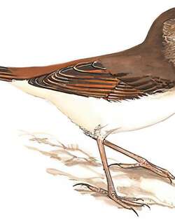 新疆歌鸲 / Common Nightingale / Luscinia megarhynchos