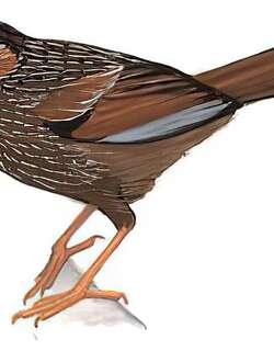 细纹噪鹛 / Streaked Laughingthrush / Trochalopteron lineatum