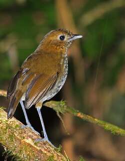 乌劳蚁鸫 / Urrao Antpitta / Grallaria urraoensis