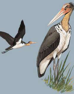 秃鹳 / Lesser Adjutant / Leptoptilos javanicus