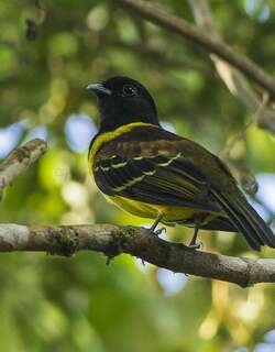 冠食果伞鸟 / Hooded Berryeater / Carpornis cucullata