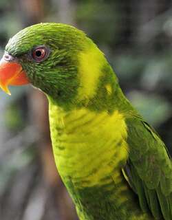 叶华丽鹦鹉 / Leaf Lorikeet / Trichoglossus weberi