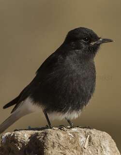 白尾䳭 / Black Wheatear / Oenanthe leucura