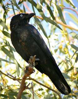 小嘴鸦 / Little Crow / Corvus bennetti
