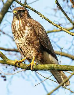喜山鵟 / Himalayan Buzzard / Buteo burmanicus
