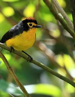 黑头鸲莺 / Spectacled Whitestart / Myioborus melanocephalus