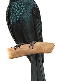 古铜色卷尾 / Bronzed Drongo / Dicrurus aeneus