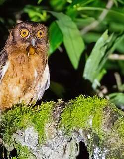 茶腹角鸮 / Tawny-bellied Screech Owl / Megascops watsonii