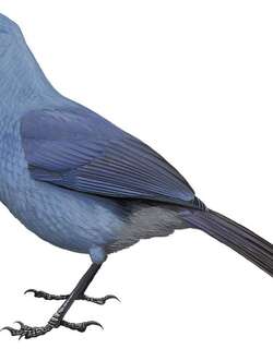垂耳鸦 / South Island Kokako / Callaeas cinereus