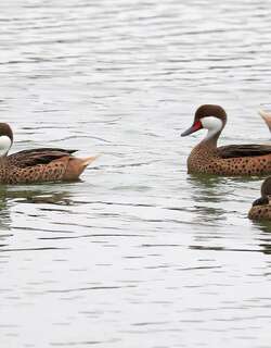 白脸针尾鸭 / White-cheeked Pintail / Anas bahamensis
