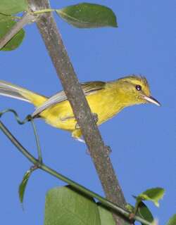 金莺雀 / Golden Vireo / Vireo hypochryseus