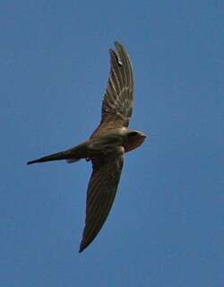 非洲棕雨燕 / African Palm Swift / Cypsiurus parvus