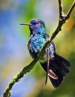 蓝头蜂鸟 / Blue-headed Hummingbird / Riccordia bicolor