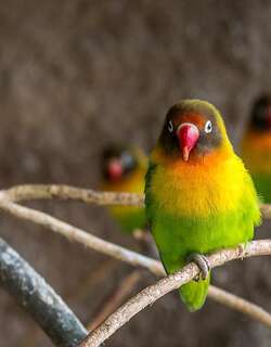 黑脸牡丹鹦鹉 / Black-cheeked Lovebird / Agapornis nigrigenis