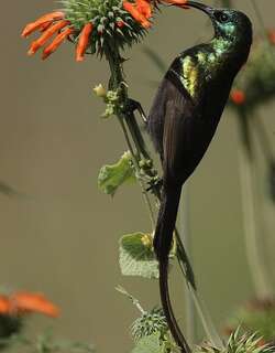 长尾铜花蜜鸟 / Bronzy Sunbird / Nectarinia kilimensis
