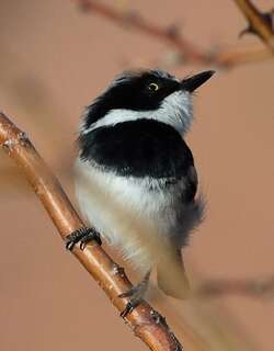 南非蓬背鹟 / Pririt Batis / Batis pririt