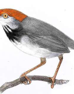 柬埔寨缝叶莺 / Cambodian Tailorbird / Orthotomus chaktomuk