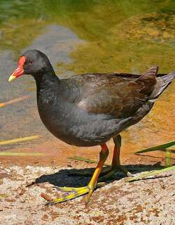 暗色水鸡 / Dusky Moorhen / Gallinula tenebrosa