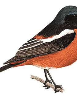 白喉红尾鸲 / White-throated Redstart / Phoenicurus schisticeps