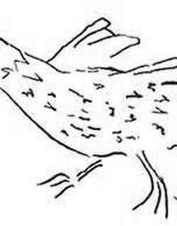 阿森松秧鸡 / Ascension Crake / Mundia elpenor