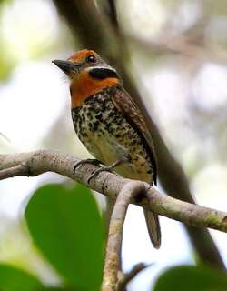 斑蓬头䴕 / Spotted Puffbird / Bucco tamatia