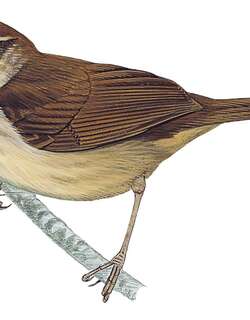 菲律宾树莺 / Philippine Bush Warbler / Horornis seebohmi