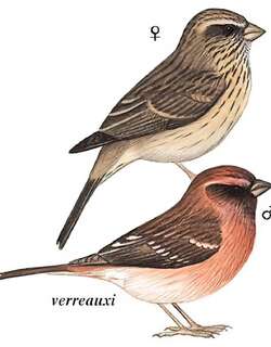 喜山点翅朱雀 / Spot-winged Rosefinch / Carpodacus rodopeplus