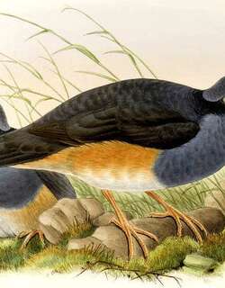 厚嘴地鸠 / Thick-billed Ground Pigeon / Trugon terrestris