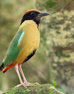 噪八色鸫 / Noisy Pitta / Pitta versicolor