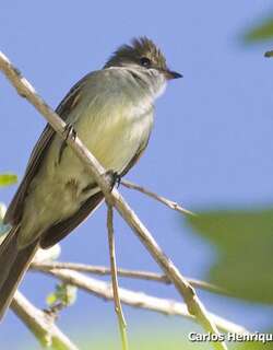 大拟霸鹟 / Large Elaenia / Elaenia spectabilis