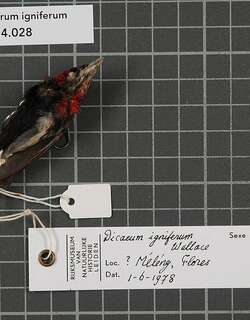 黑额啄花鸟 / Black-fronted Flowerpecker / Dicaeum igniferum