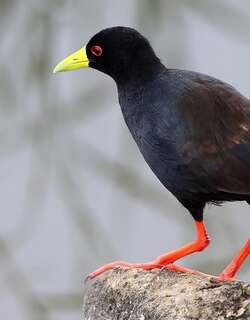 黑苦恶鸟 / Black Crake / Zapornia flavirostra