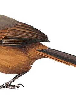 黄腹针尾雀 / Russet-bellied Spinetail / Synallaxis zimmeri