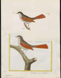 纯顶针尾雀 / Plain-crowned Spinetail / Synallaxis gujanensis