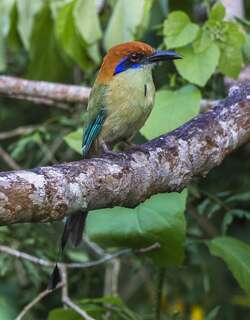 锈顶翠鴗 / Russet-crowned Motmot / Momotus mexicanus